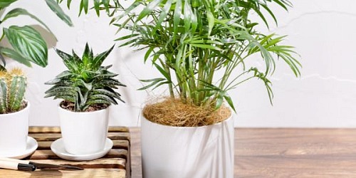 Jak stworzyć własną miejską dżunglę: Najprostszy sposób na dodanie roślin do każdego domu
